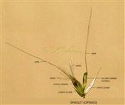  Spikelet (Opened)
